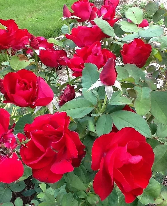 Emily Carr - Hardy Canadian Rose