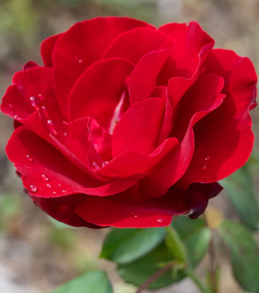Emily Carr - Hardy Canadian Rose