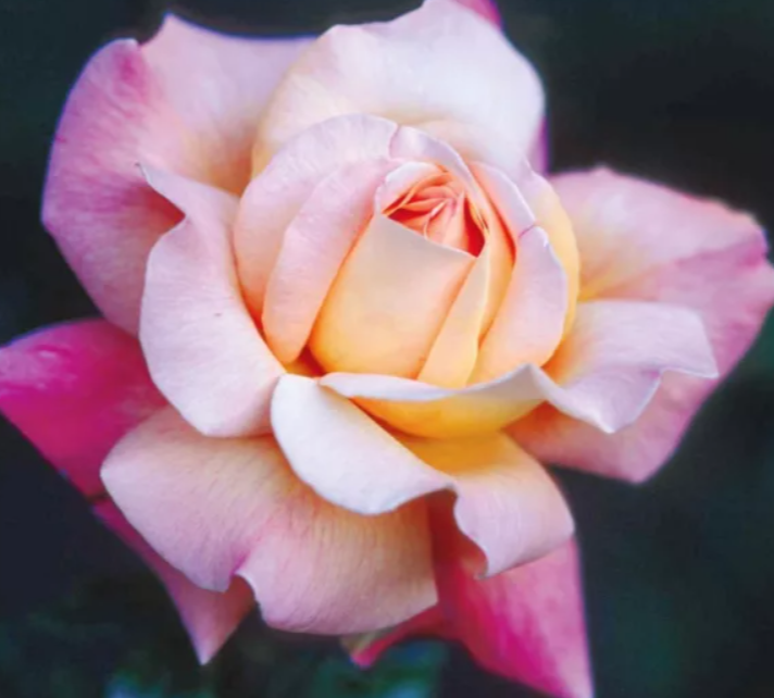 Chicago Peace - Hybrid Tea Rose