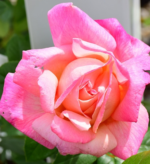 Chicago Peace - Hybrid Tea Rose