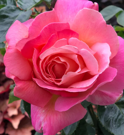 Chicago Peace - Hybrid Tea Rose
