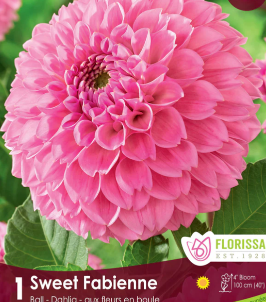 Sweet Fabienne- Dahlia