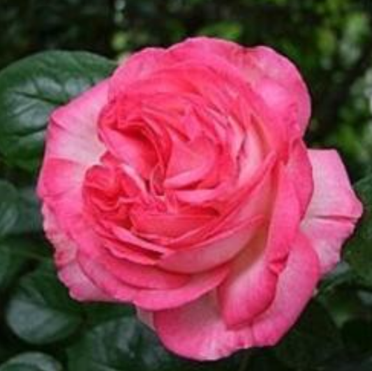 Antique 89 (Antike 89) - Kordes Climbing Rose