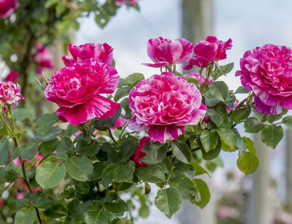 Raspberry Cream Twirl - Climbing rose