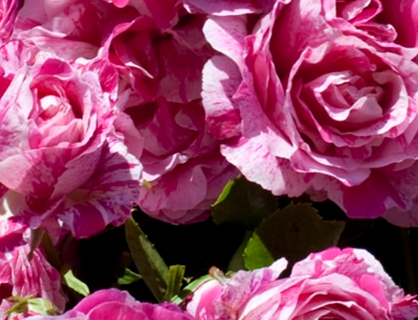 Raspberry Cream Twirl - Climbing rose