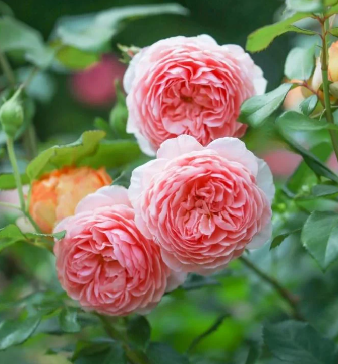 William Morris