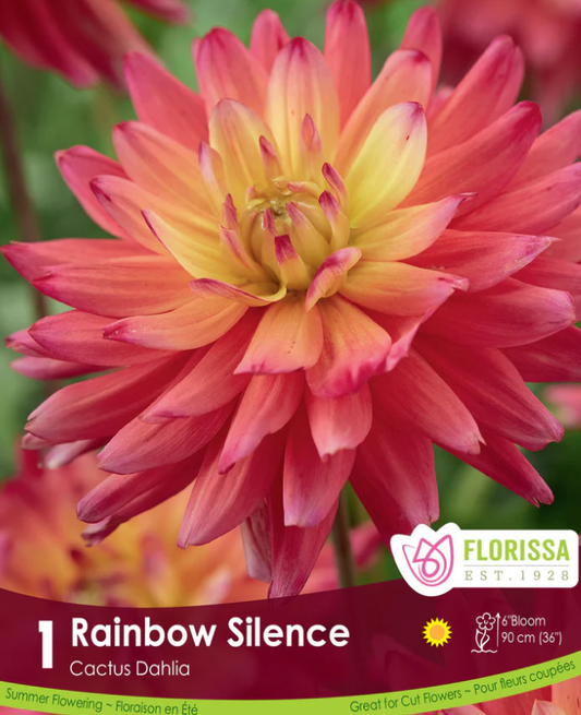 Rainbow Silence