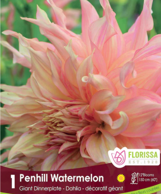 Penhill Watermelon - Dinnerplate Dahlia