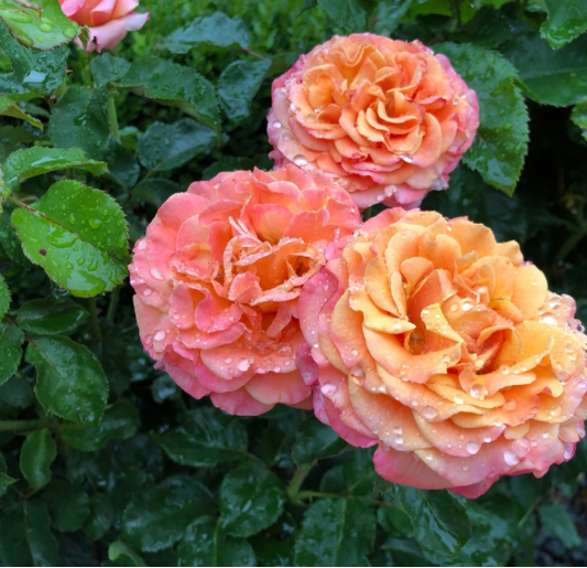 Catherine Hersey (Peach Perfection)