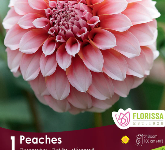 Peaches - Dahlia