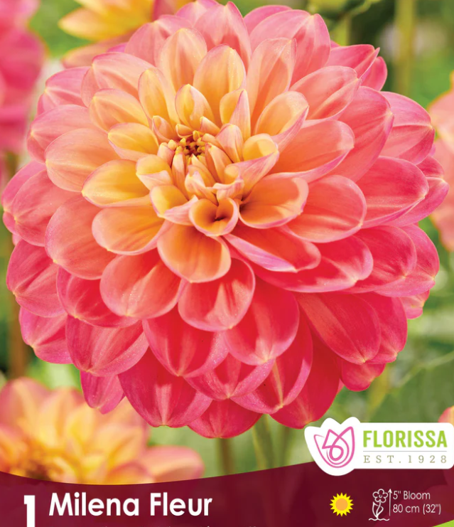 Milena Fleur - Dahlia