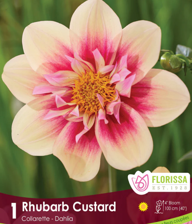 Rhubarb Custard - Dahlia