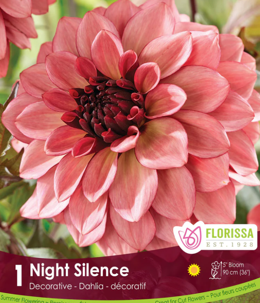 Night Silence - Dahlia