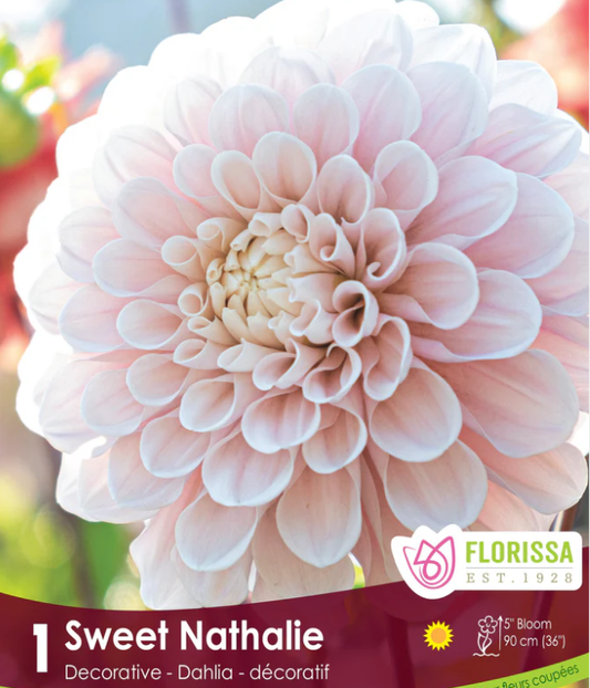 Sweet Nathalie - Dahlia