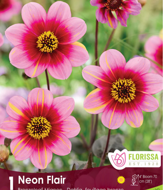 Neon Flair - Dahlia