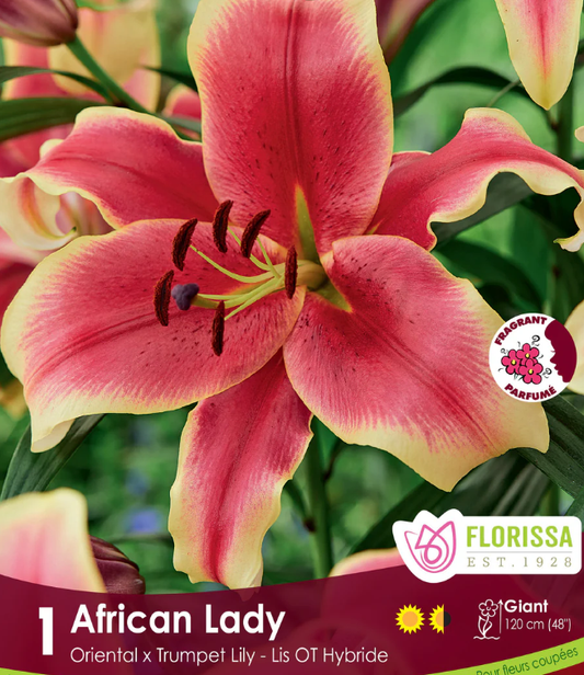 Lily O/T Hybrid - African Lady