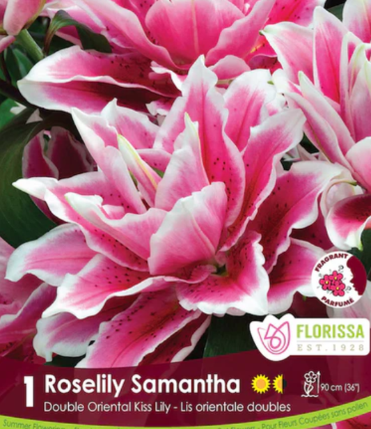 Lily Double Oriental - Roselily Samantha