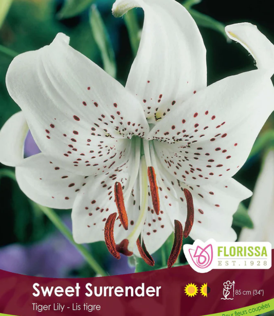 Lily Tiger - Sweet Surrender