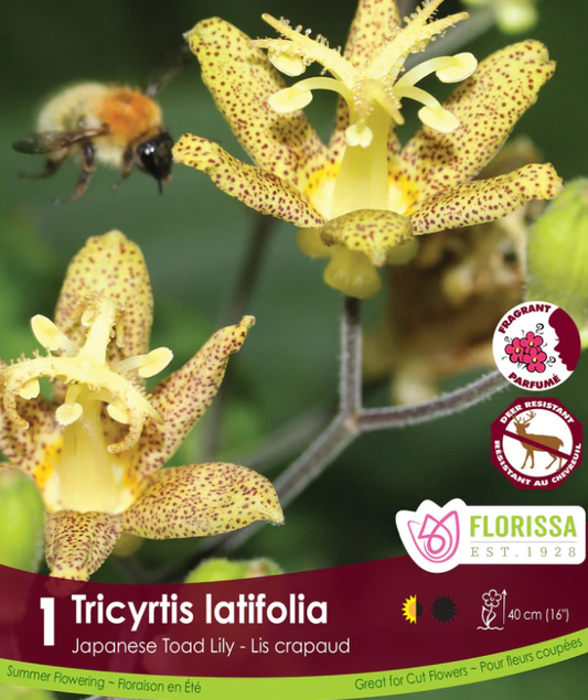 Yellow Japanese Toad Lily