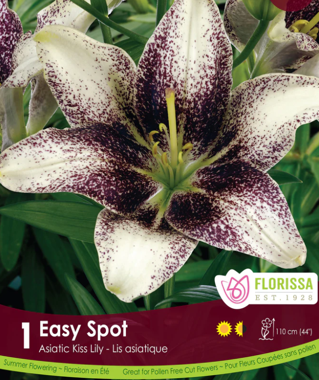 Lily Asiatic - Easy Spot