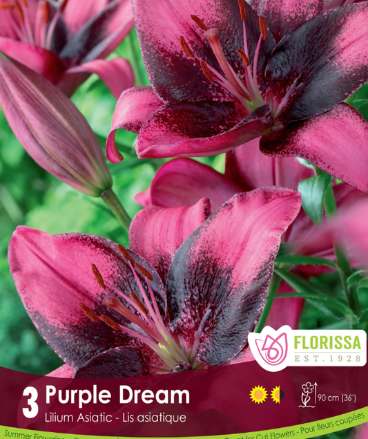 Lily Asiatic - Purple Dream