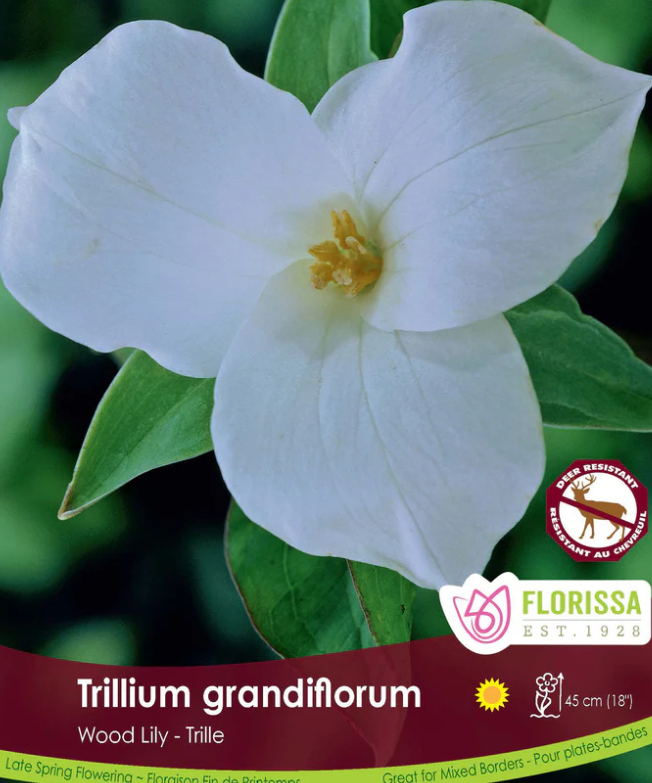 Trillium Grandiflorum