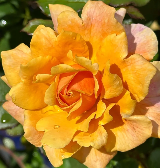 Gold & Great (Glowing Inspiration)