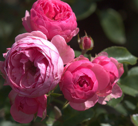 Pomponella™ Fairytale®