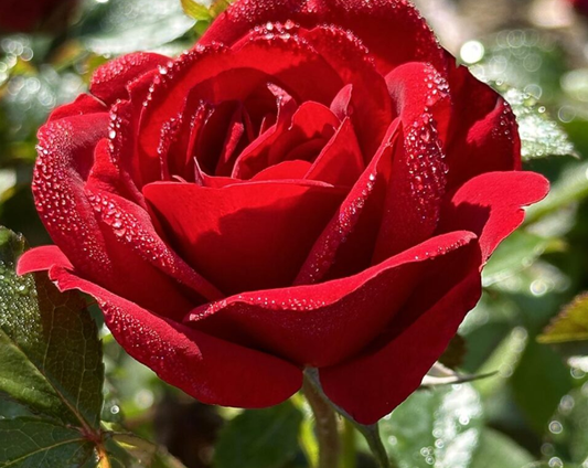 Sunbelt® Desmond Tutu™