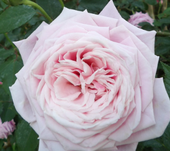 Blossomtime Climbing Rose