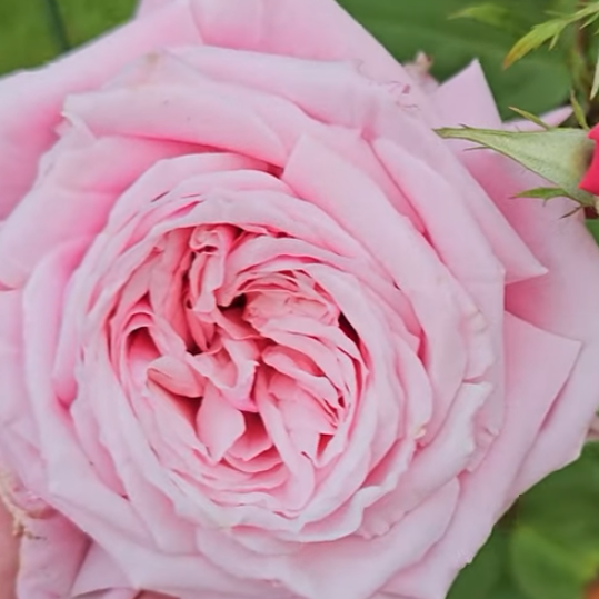 Blossomtime Climbing Rose
