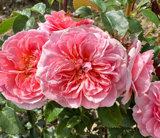 Pirouette - Climbing rose