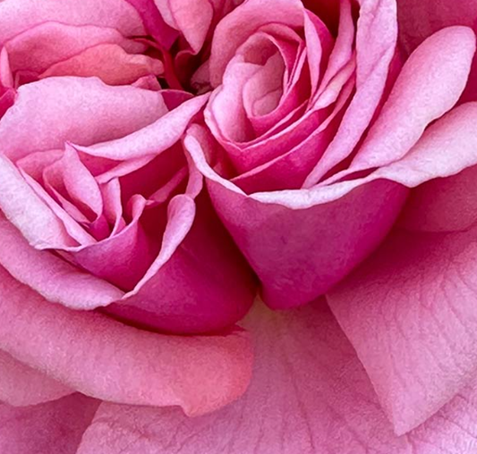 Aloha 49 - Climbing rose