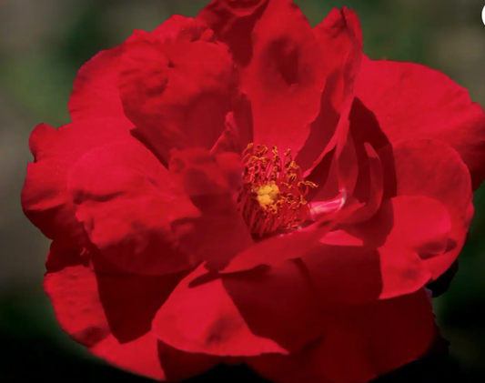 Blaze Improved - Climbing