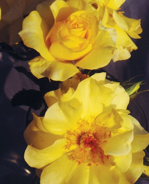 Yellow Blaze - Climbing rose