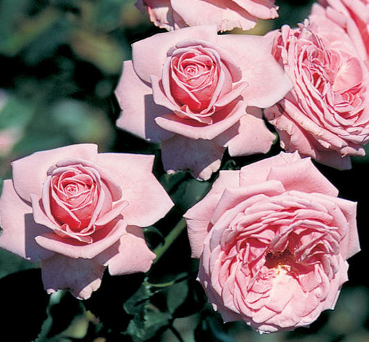 Coral Dawn Rose - Climbing rose