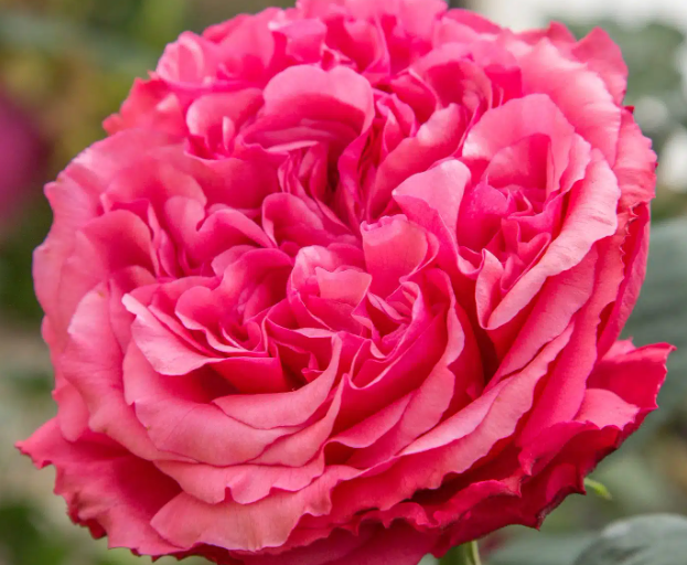 Loves Me, Loves Me Not