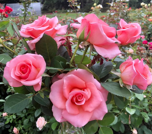 Royal City Rose