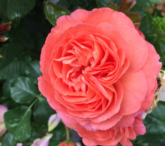 Anglia Love™ (Coquitlam Rose)