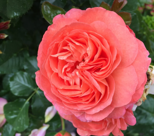 Anglia Love™ (Coquitlam Rose)