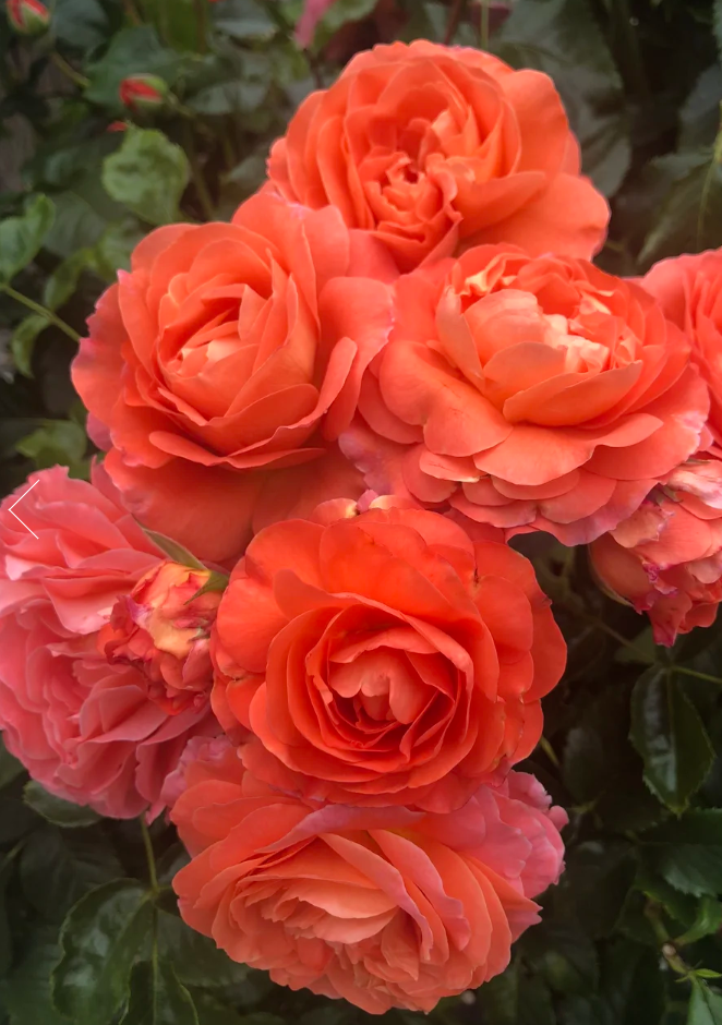Anglia Love™ (Coquitlam Rose)