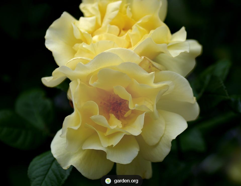 Lemon Meringue™