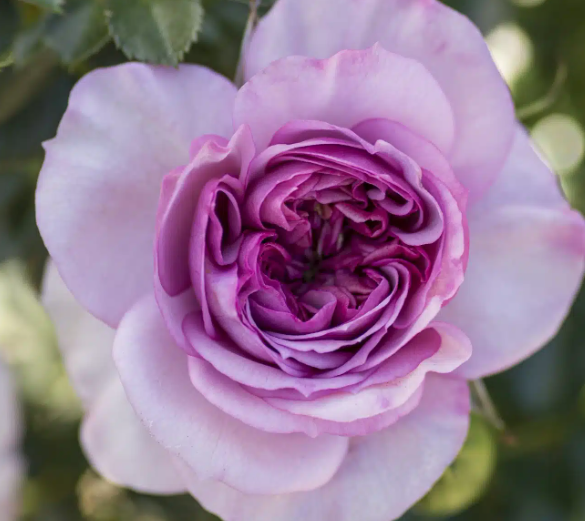 Lavender Veranda®