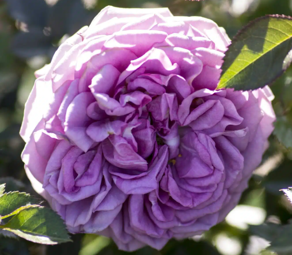 Lavender Veranda®
