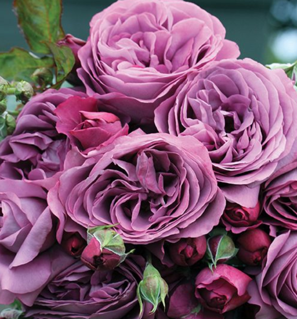 Plum Perfect®