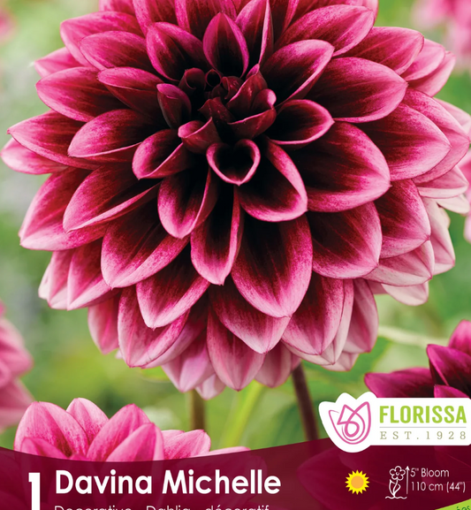 Davina Mionella - Dahlia