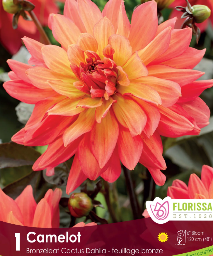 Camelot - Cactus Dahlia