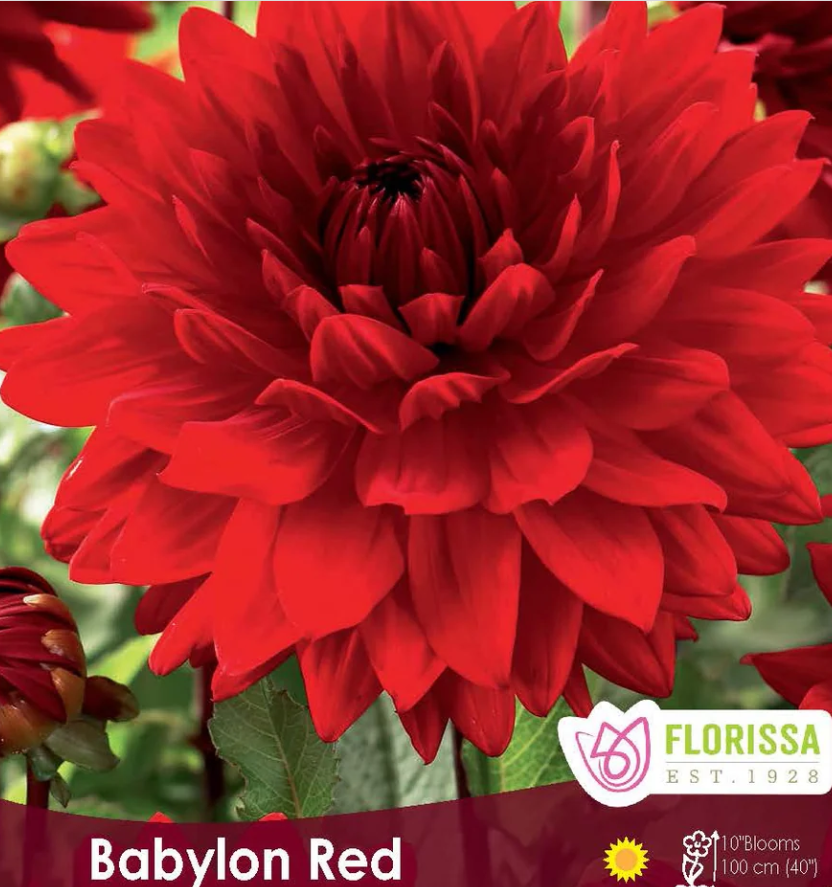 Babylon Red - Dinnerplate Dahlia