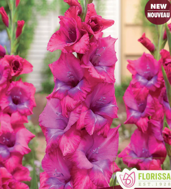 Lumiere - Gladiolus