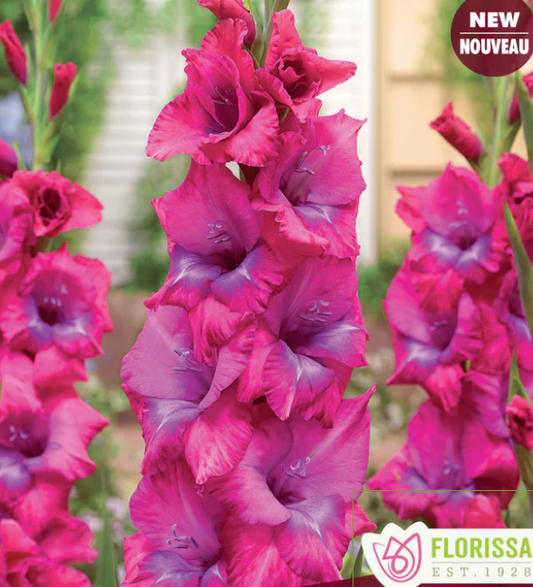 Lumiere - Gladiolus